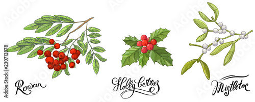 Rowanberry branches with leaves and berries, mistletoe and Holly berry. Hand drawn sketch, vector doodle color illustration and lettering names