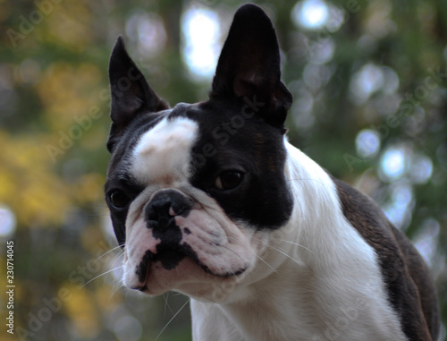 Fototapeta Naklejka Na Ścianę i Meble -  portrait of boston terrier
