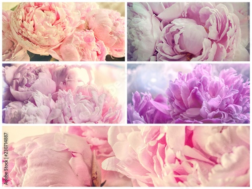 Delicate Pink Peonies Shabby Chic Retro Photo Collage 
 photo