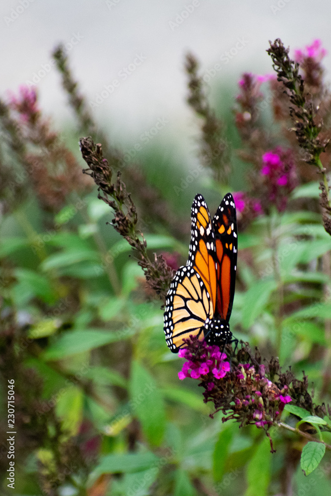 Obraz premium butterfly on flower