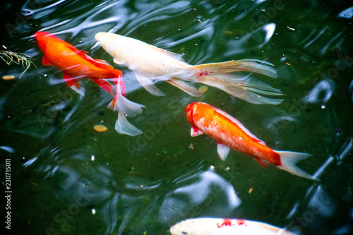 Quadro em tela coy pond