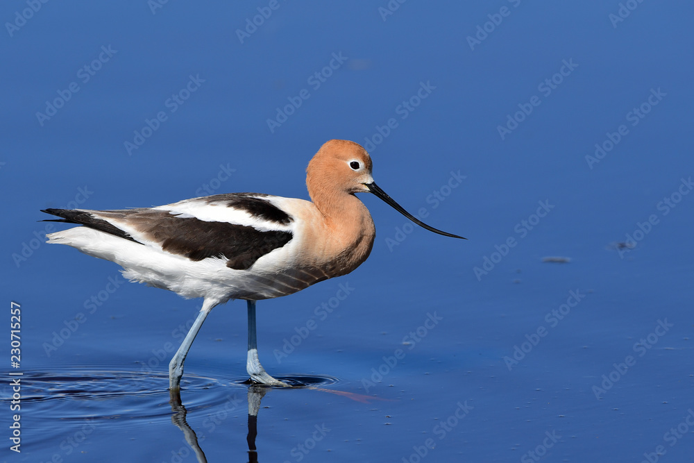 Obraz premium American Avocet