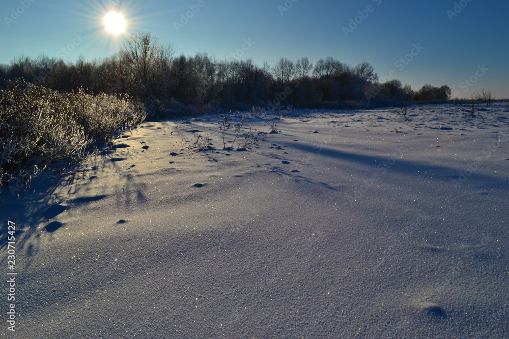Sunny Winter Photo Landscape with Forest and Snowbanks
