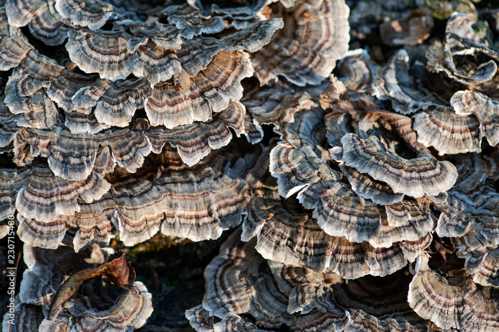 Fungi on dead tree Trametes versicolor, often called the turkey tail, member of the forest fungal fowl community in forest preserve. Fungi on dead tree Trametes versicolor, often called the turkey tail, member of the forest fungal fowl community in forest preserve.