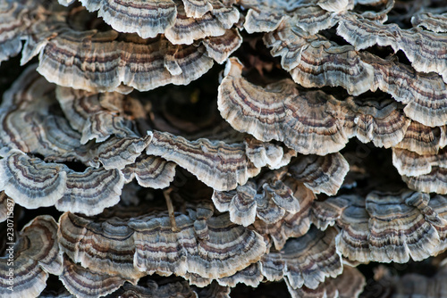 Fungi on dead tree Trametes versicolor, often called the turkey tail, member of the forest fungal fowl community in forest preserve.
