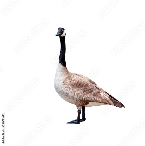 Canvas Print Canadian goose cutout isolated on a white background