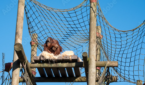 Canvas Print Orangutan perched at the top of a wooden structure against clear blue sky