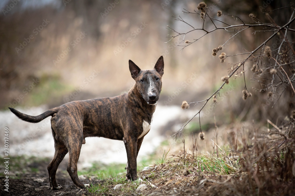 Obraz premium bullterrier dog nature