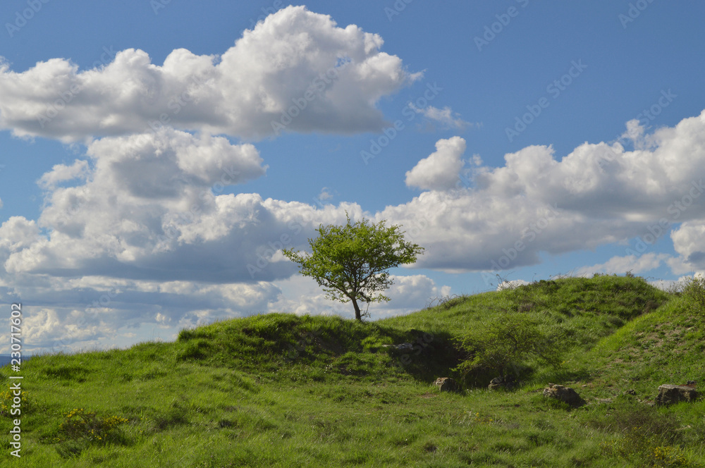 Obraz premium Árbol y cielo azul 