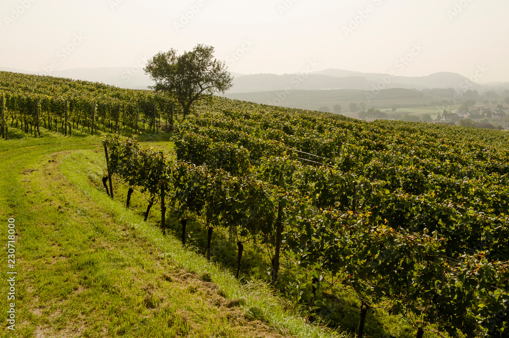 Fototapeta premium Weinterrassen, Weinberge im Kaiserstuhl