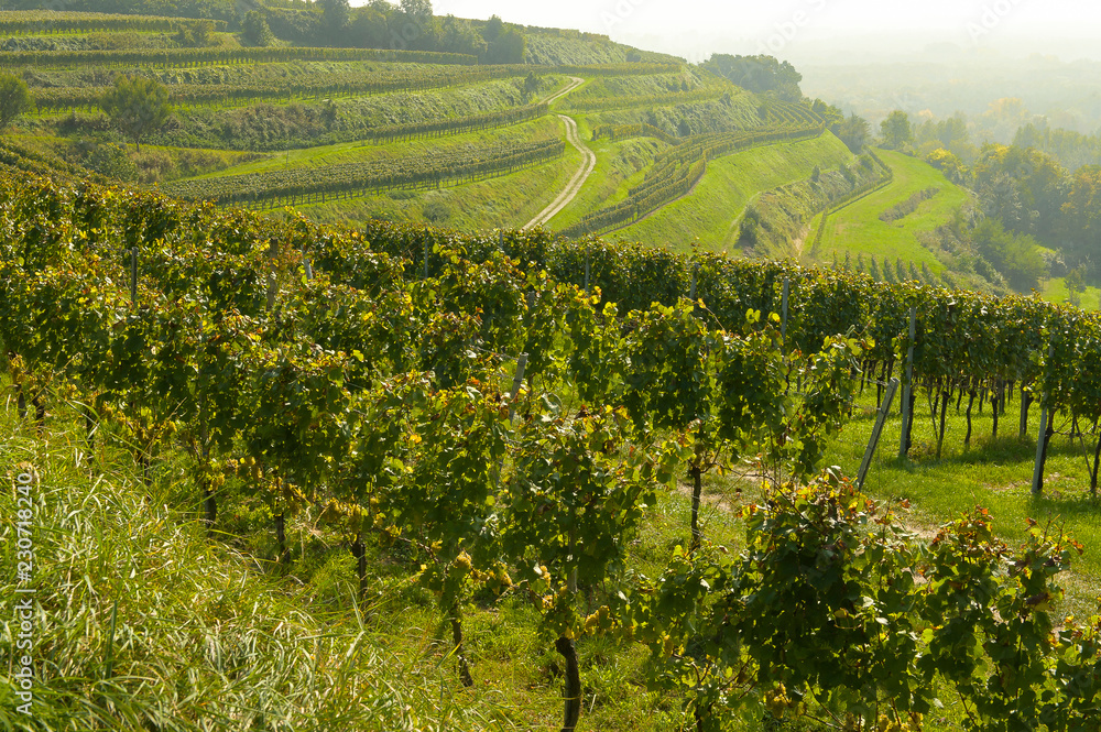 Weinterrassen, Weinberge im Kaiserstuhl