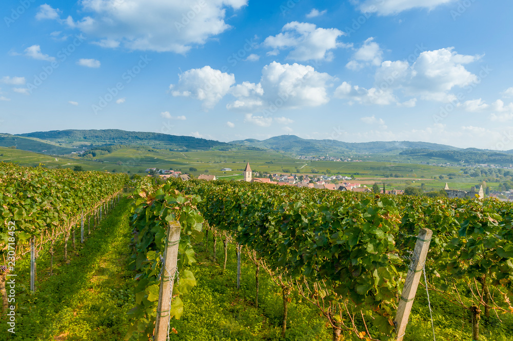 Fototapeta premium Landschaftspanorama im Kaiserstuhl bei Burkheim
