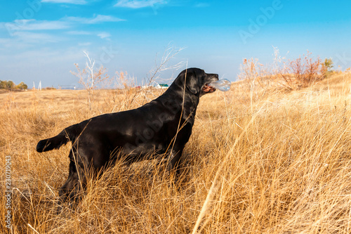 Black dog autumn
