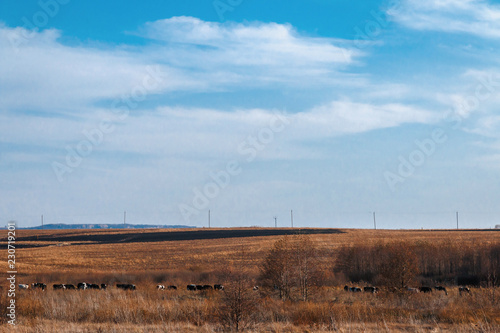Cows in the autumn field