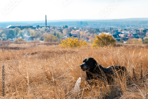 Dog and autumn
