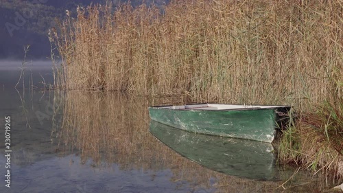 reed in morning fog at lake Hopfensee in the Allg√§u Alps in Germany photo