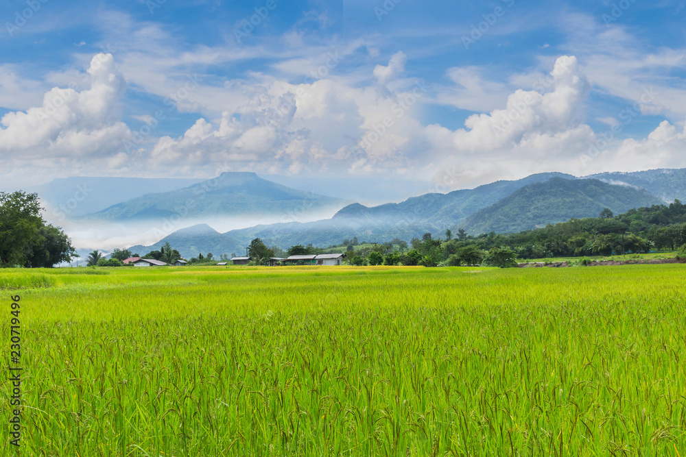 The soft focus green paddy rice field with beautiful sky and cloud, Thailand fuji mountain similar to Japan's Fuji mountain in Thailand.