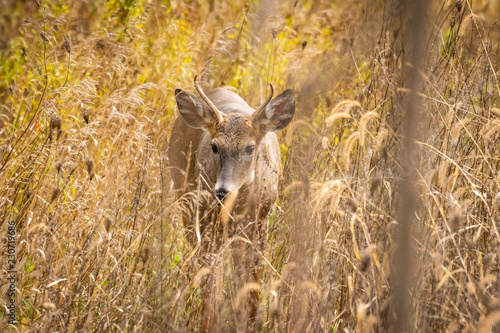 Young whitetail buck sneaking through grass