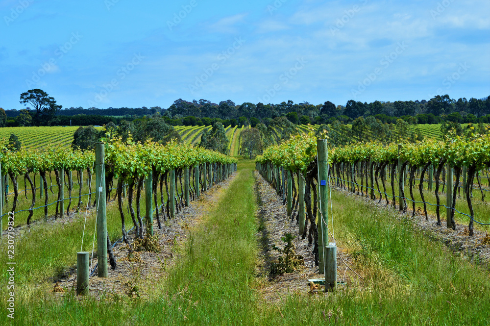 Vineyard in Mornington Peninsula.Australia Vineyard in Mornington Peninsula.Australia