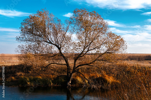 Tree by the river