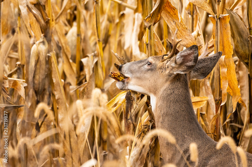 Whitetail buck in corn field photo