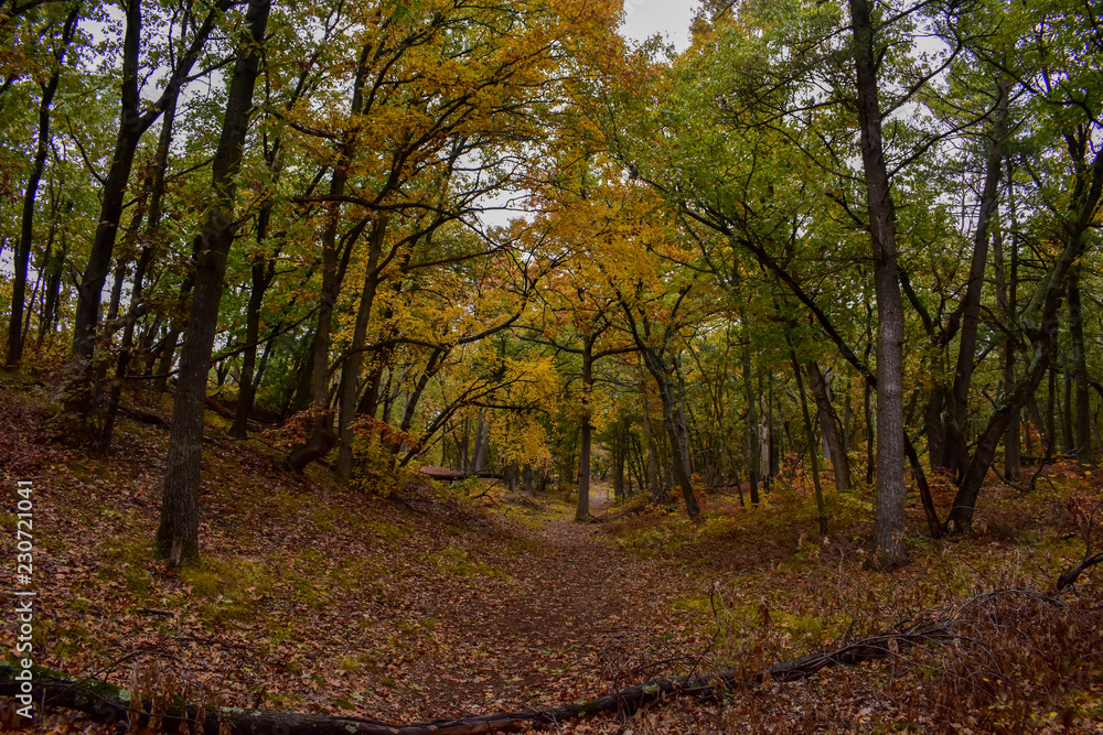 Forest Trail in Autumn 