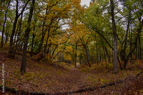 Forest Trail in Autumn  © Gerald