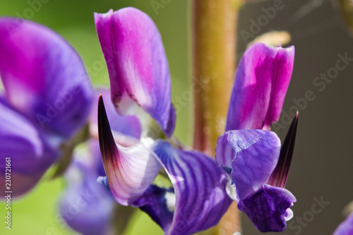 Fototapeta Naklejka Na Ścianę i Meble -  Flower blue lupine super close up and blur
