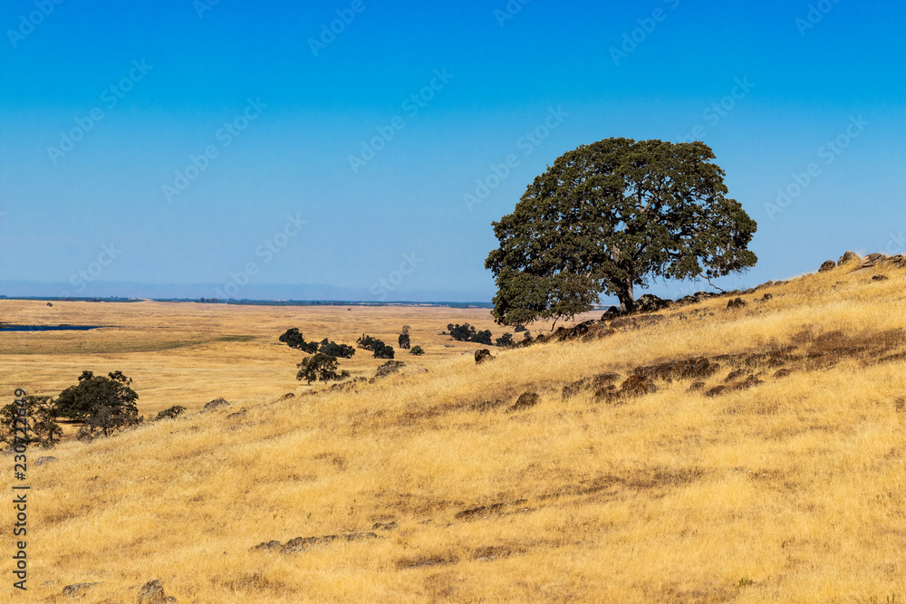 Obraz premium Tree on the hillside