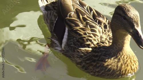 Duck on the lake photo