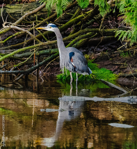 Blue Heron  2