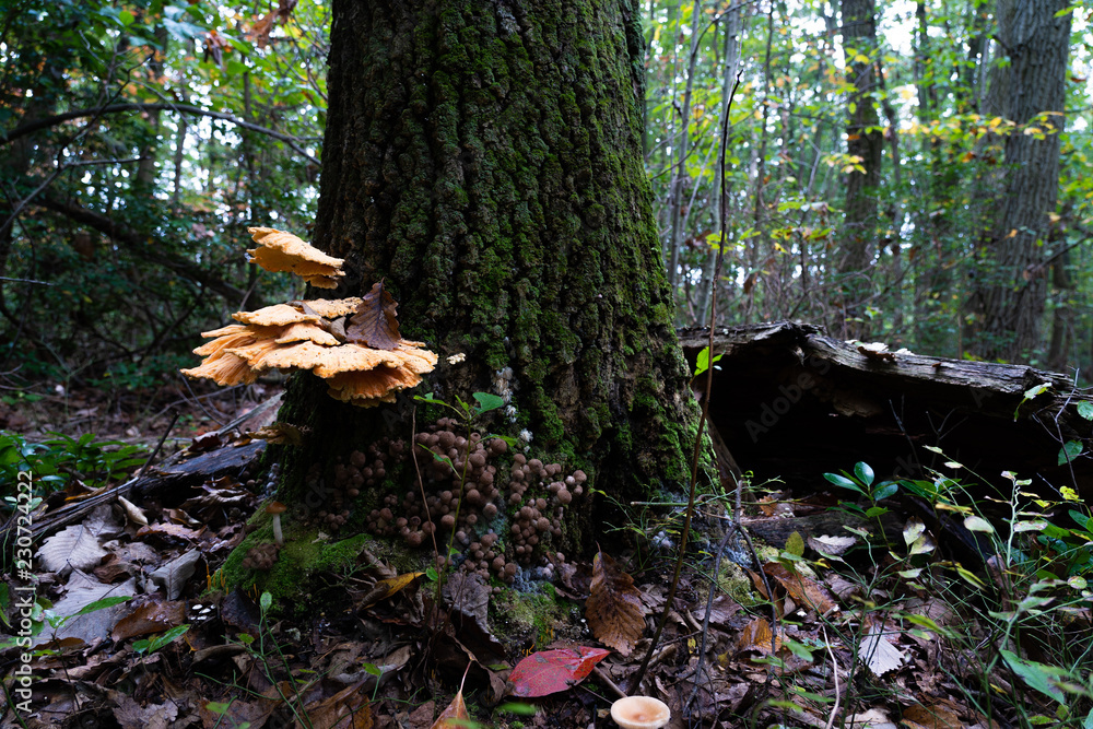 Large bright orange fungi growun on a tree, in a woodland Large bright orange fungi growun on a tree, in a woodland