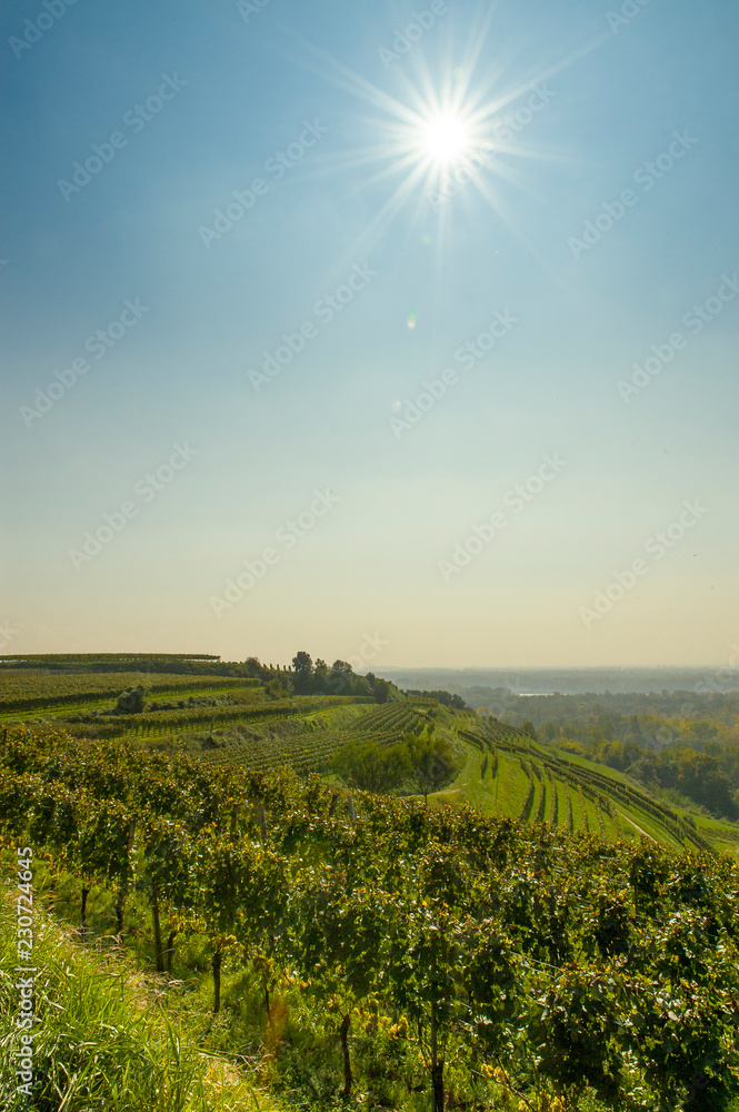 Weinterrassen, Weinberge im Kaiserstuhl, Panorama im Hochformat