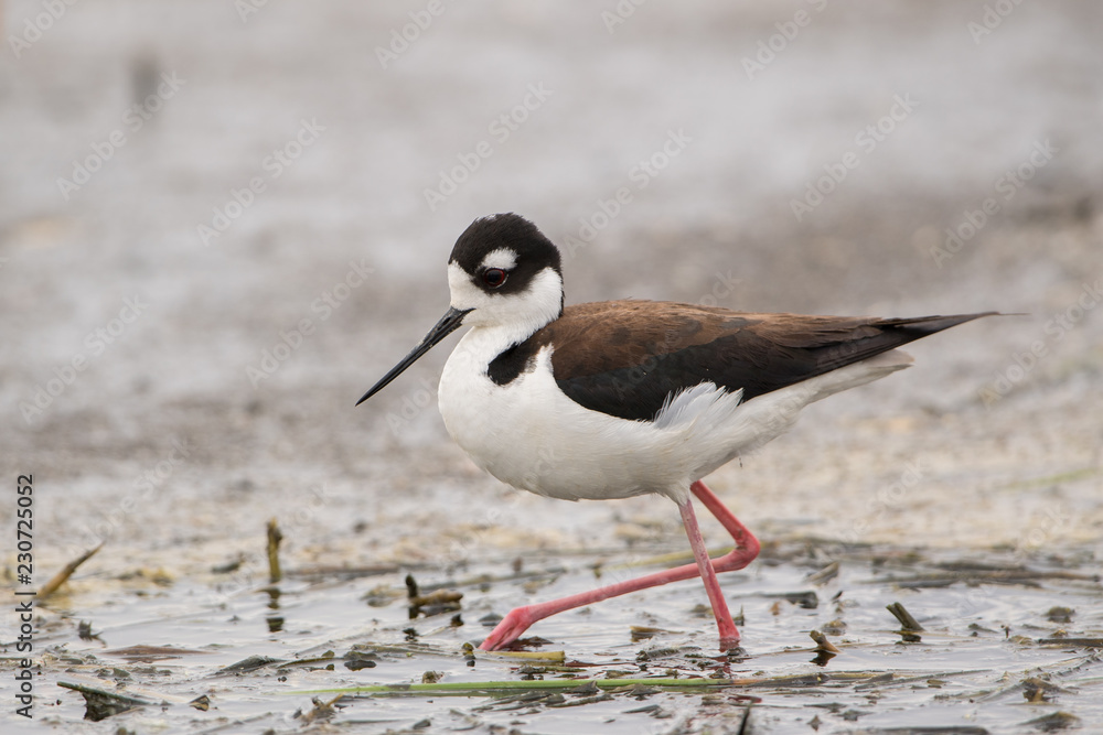 Obraz premium Black-Necked Stilts