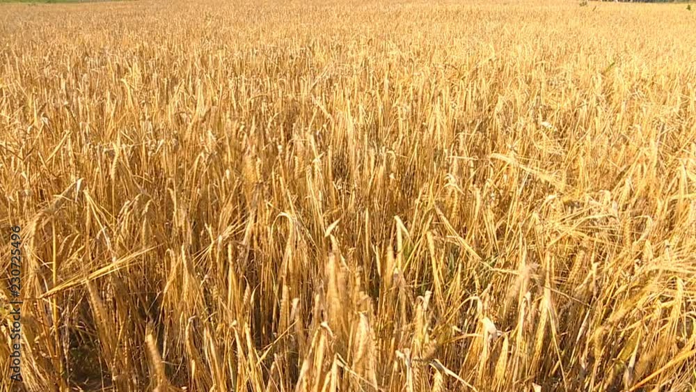 On a warm sunny autumn day, farmers harvest grain crops with combine harvesters. On a warm sunny autumn day, farmers harvest grain crops with combine harvesters.