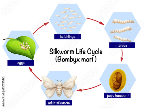 Silkworm life cycle diagram