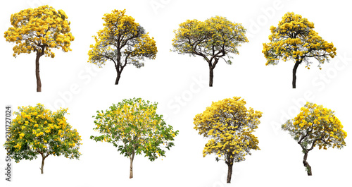 The collection set of isolated golden yellow flower blossom trees on white background for spring and summer season design photo