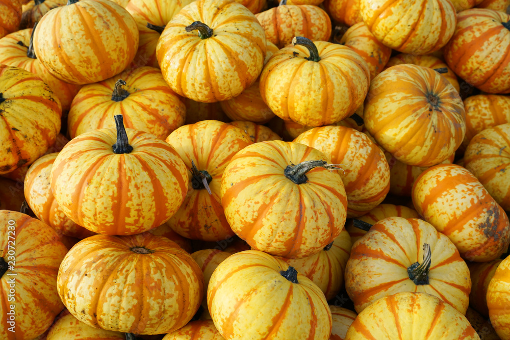 yellow pumpkins in container at farm in autumn harvest season yellow pumpkins in container at farm in autumn harvest season