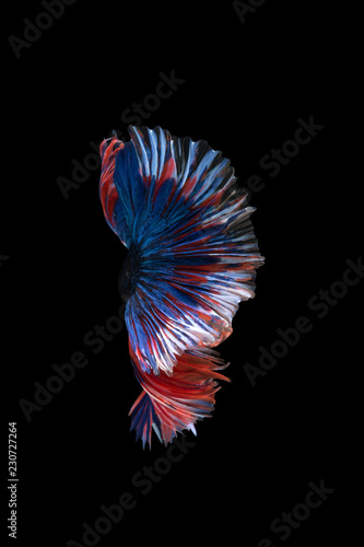 macro the beautiful small siam betta fish with black isolate background