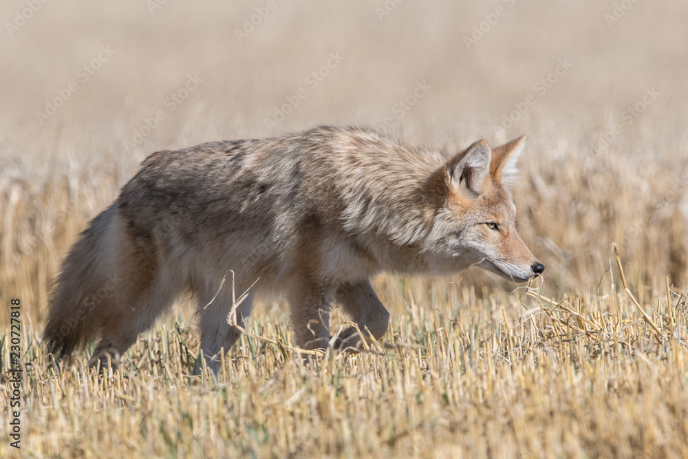 Coyote Coyote
