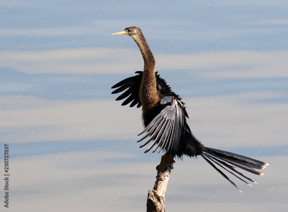 Fototapeta premium Anhinga Perch