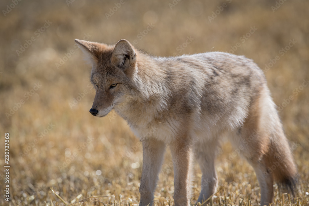 Coyote Coyote