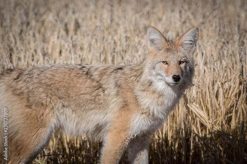 Coyote © Gwen Tomlin