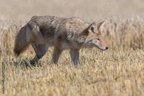 Coyote © Gwen Tomlin