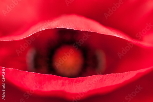 Fototapeta Naklejka Na Ścianę i Meble -  Red poppy flower closeup 