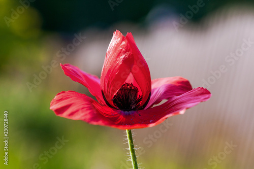 Fototapeta Naklejka Na Ścianę i Meble -  Red poppy flower closeup 