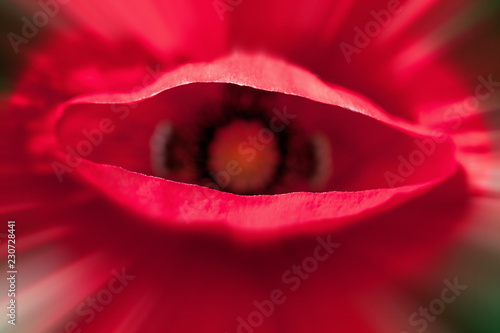 Fototapeta Naklejka Na Ścianę i Meble -  Red poppy flower closeup 