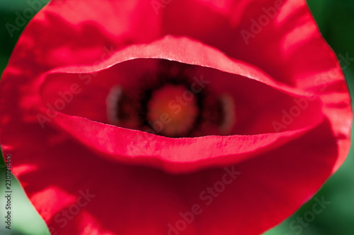 Fototapeta Naklejka Na Ścianę i Meble -  Red poppy flower closeup 