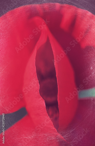 Fototapeta Naklejka Na Ścianę i Meble -  Red poppy flower closeup 