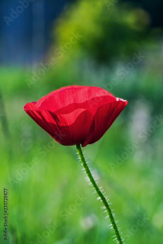Fototapeta Naklejka Na Ścianę i Meble -  Red poppy flower closeup 